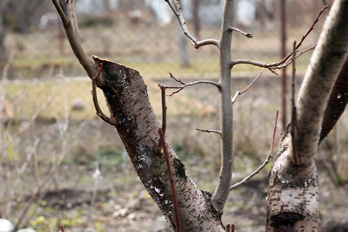 Rejuvenating pruning of old fruit tree - plum. Close up. On cut of old trunk, young twigs are visible. They grew up after pruning. These young twigs will be new skeletal branches of rejuvenated tree.