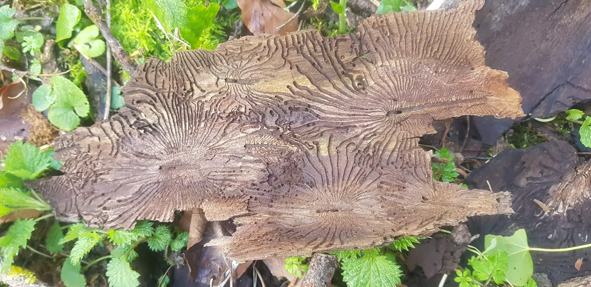 Dutch elm disease beetle bark pattern