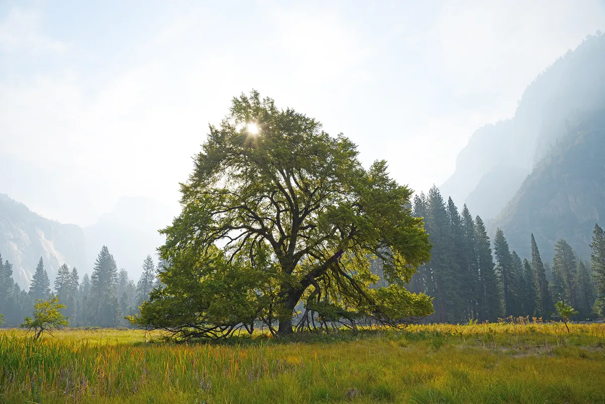 a famous elm tree in yosemite valley
