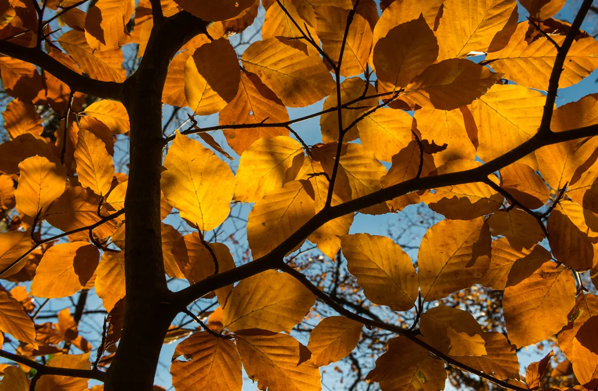 orange leaves of elm tree autumn background texture