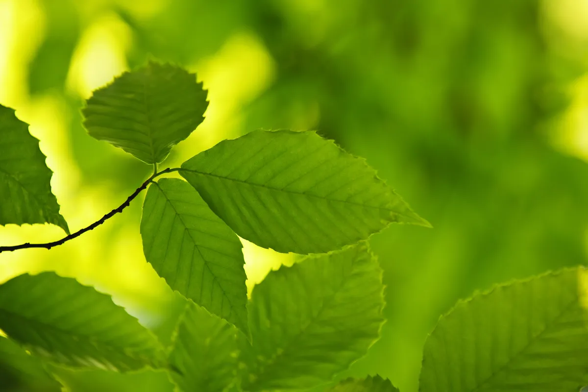 Green spring elm leaves in clean environment