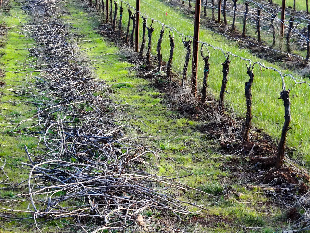 A close up of trimmed vine cuttings on green grass next to pruned vines in an Oregon vineyard, sun and shadow highlighting the bright green.