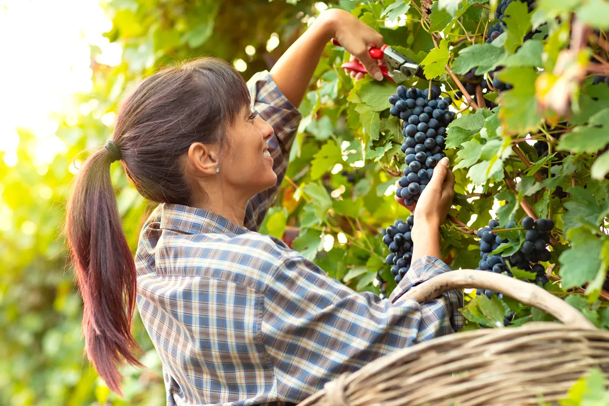 Happy smiling young woman picking bunches of grapes in a winery vineyard during harvesting in autumn crouching down to snip off the bunch