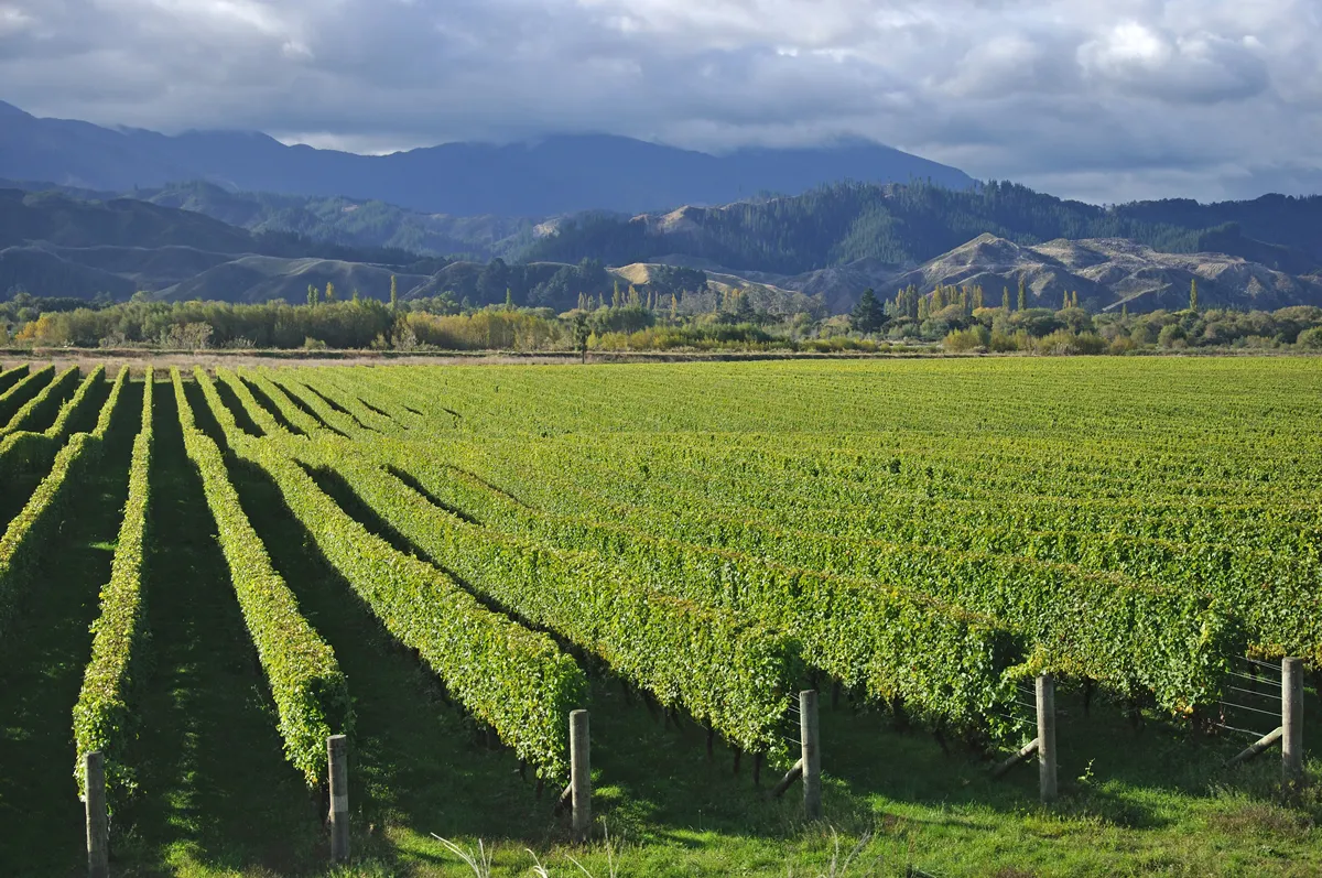 Well-groomed vinyard in Marlborough, New Zealand