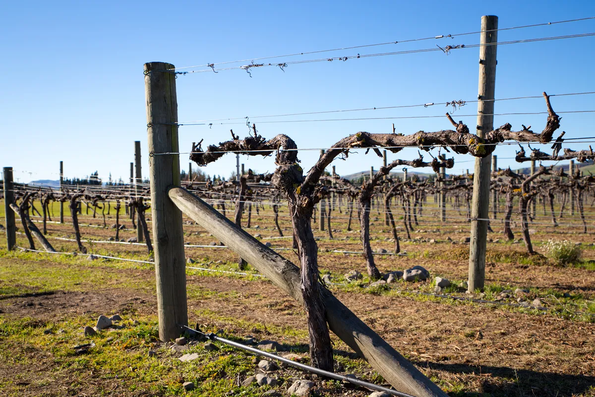 Pruned and tied grape vines on a vineyard in winter, Canterbury, New Zealand