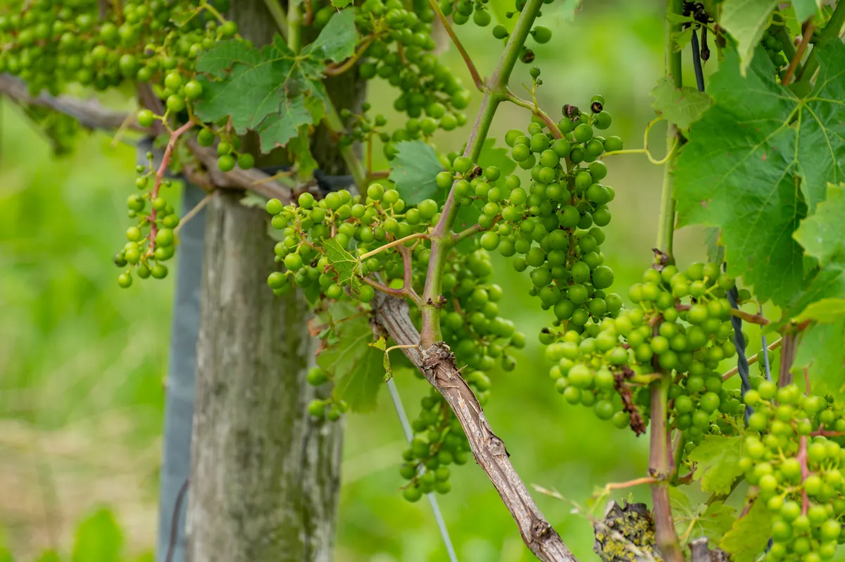 Summertime on Dutch vineyard, young green wine grapes hanging and ripening on grape plants