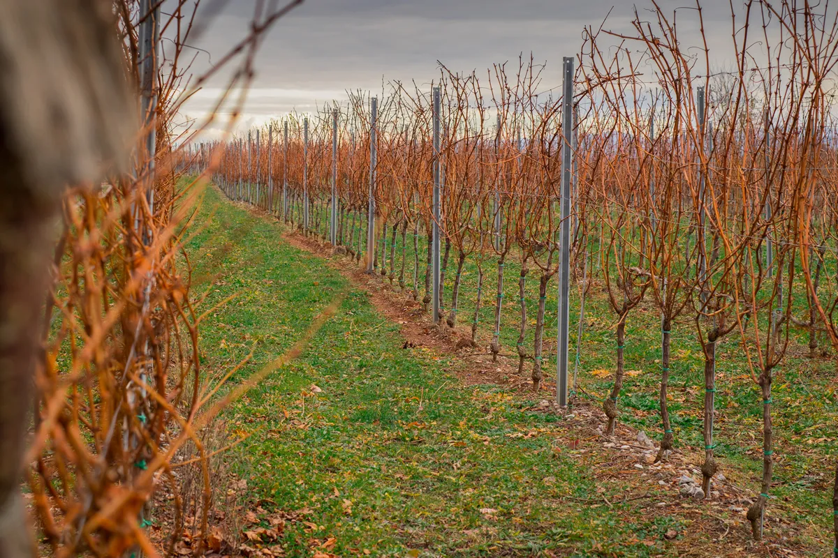 Wineyard in early winter, red grape vine branches are ready to be pruned. Growing grapes for wine in karst region, Slovenia during winter time.