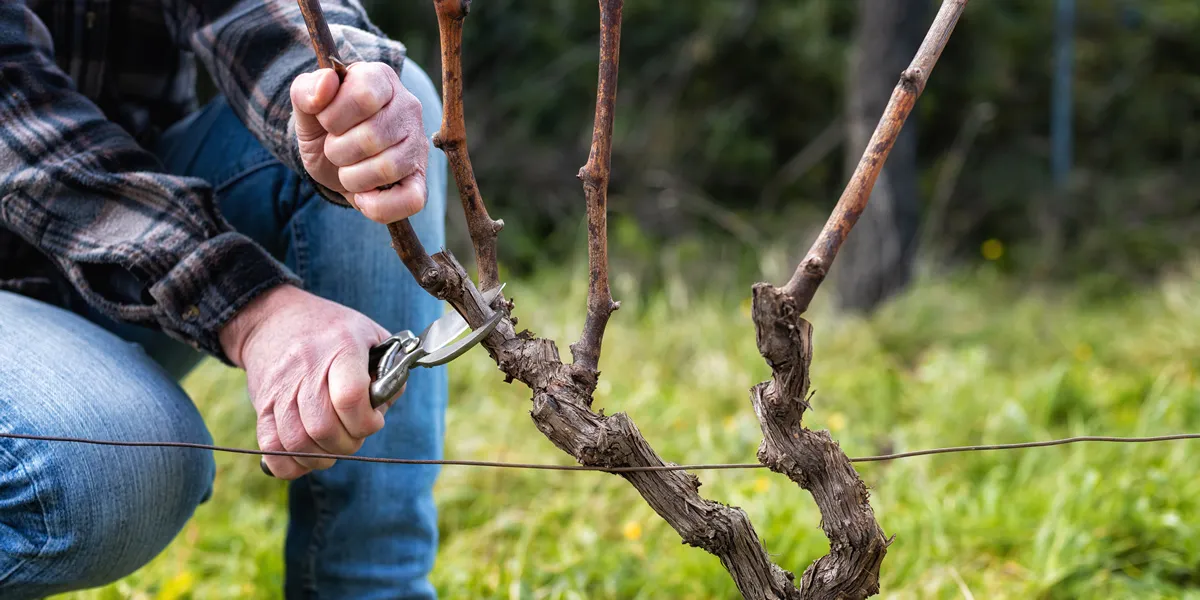 Close-up of a winegrower hand. Prune the vineyard with professional steel scissors. Traditional agriculture.