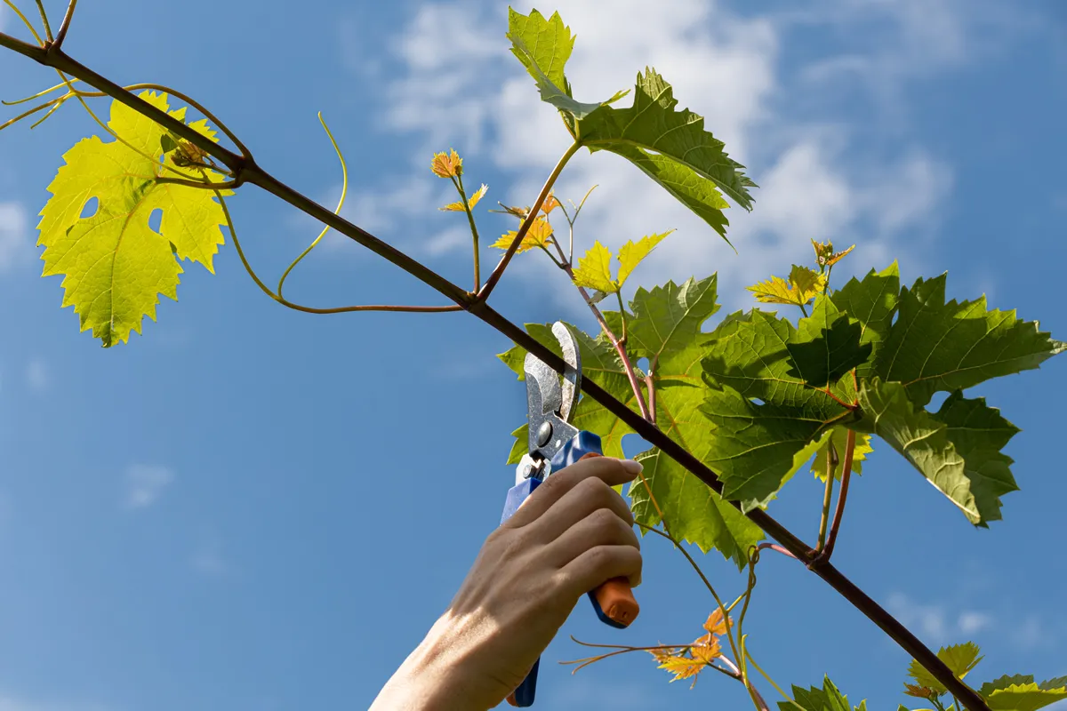 woman pruning a branch of grapes with secateurs. High quality photo