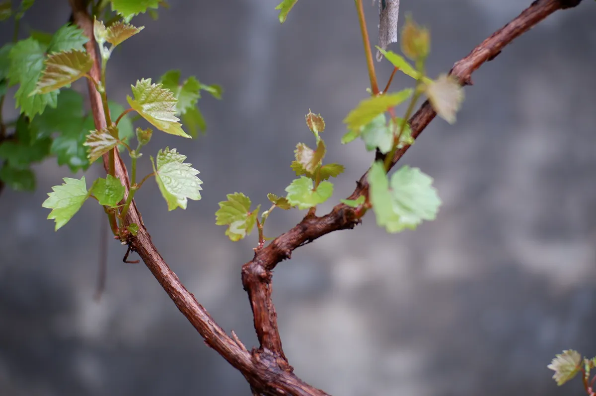 A brown vine and a growing leaf, Grape leaf shoots, after pruning, appear reddish and brown in color, with an attractive grape leaf texture, look fresh, daun angggur setelah dipotong, nampak tunas