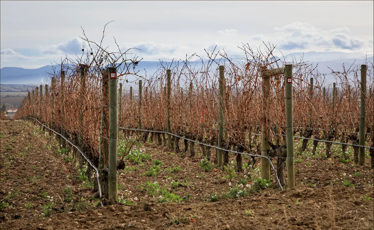 The hillside vineyards of Rioja in the early winter with vines which need pruning with irrigation pipes in place