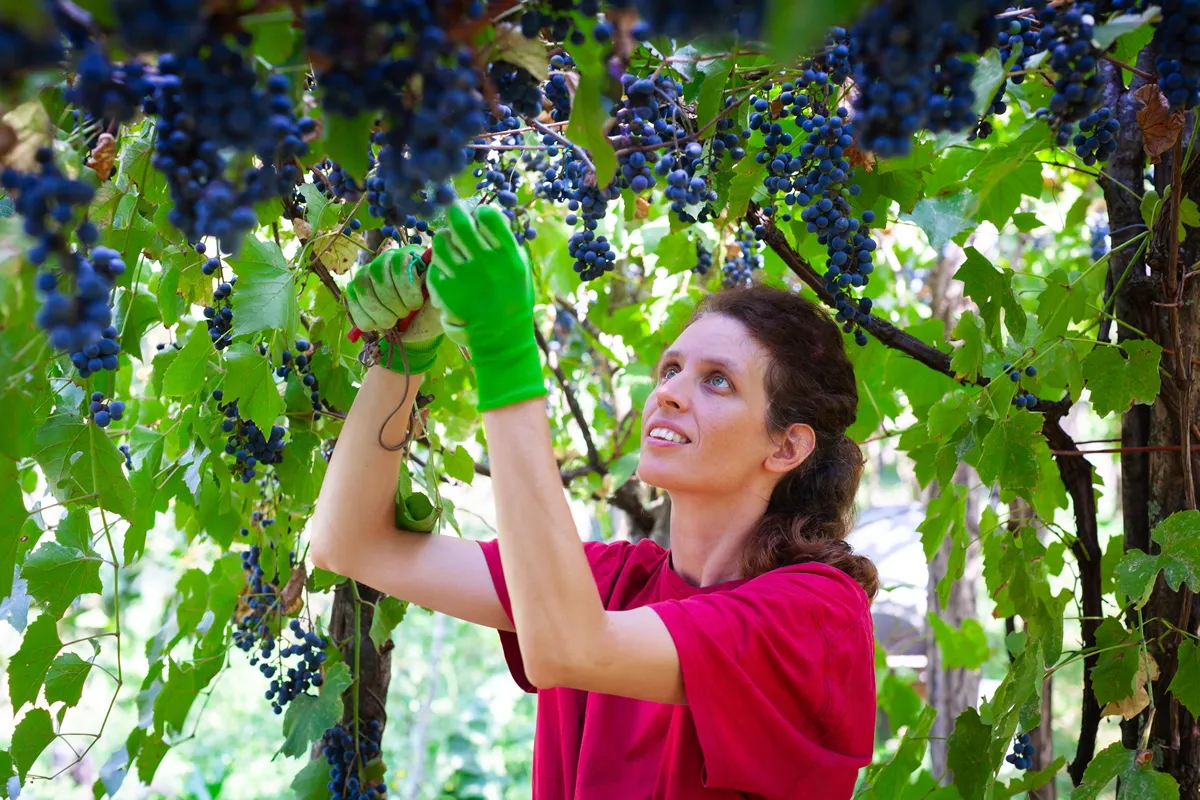 Caucasian Serene Mid Adult Woman Harvesting Wine Grapes from a Pergola