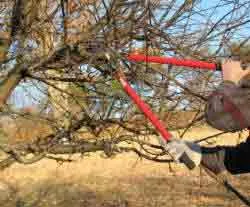 pruning an Apple Tree