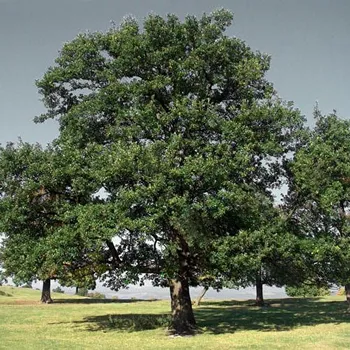 an Oak Tree