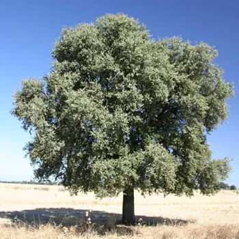 an Oak Tree