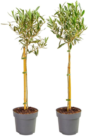 Olive Trees Pair of Hardy Standard Olive Trees 80cm Tall in 18cm Pots