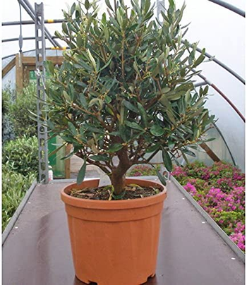 Olive Trees Pair of Hardy Standard Olive Trees 80cm Tall in 18cm Pots