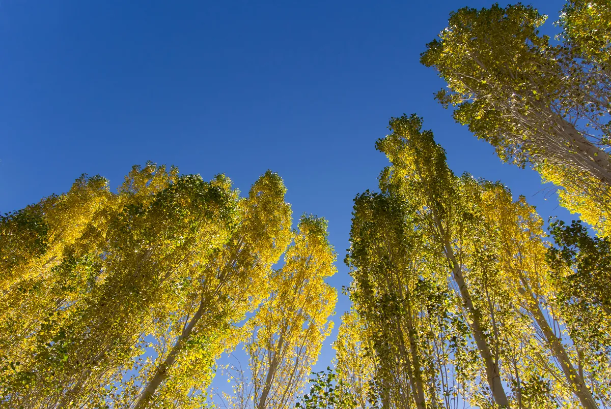Poplar trees, look up under trees with blue sky in autumn at leh, ladakh, India