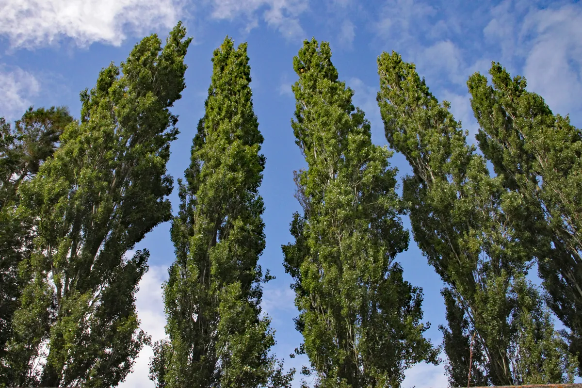 A row of tall slim poplar trees against a blue summer sky
