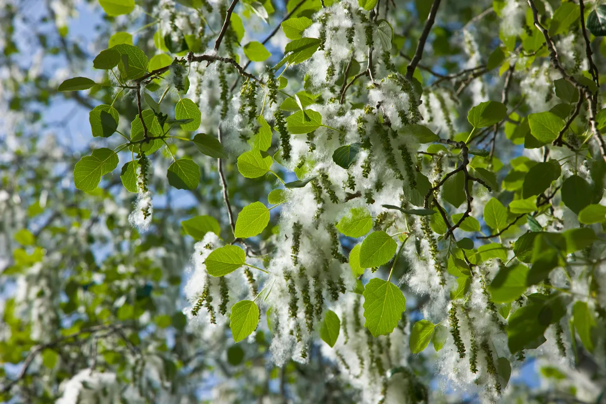 Populus alba or silver poplar in Donana National Park in Huelva province of Andalusia Autonomous Community of Spain, Europe