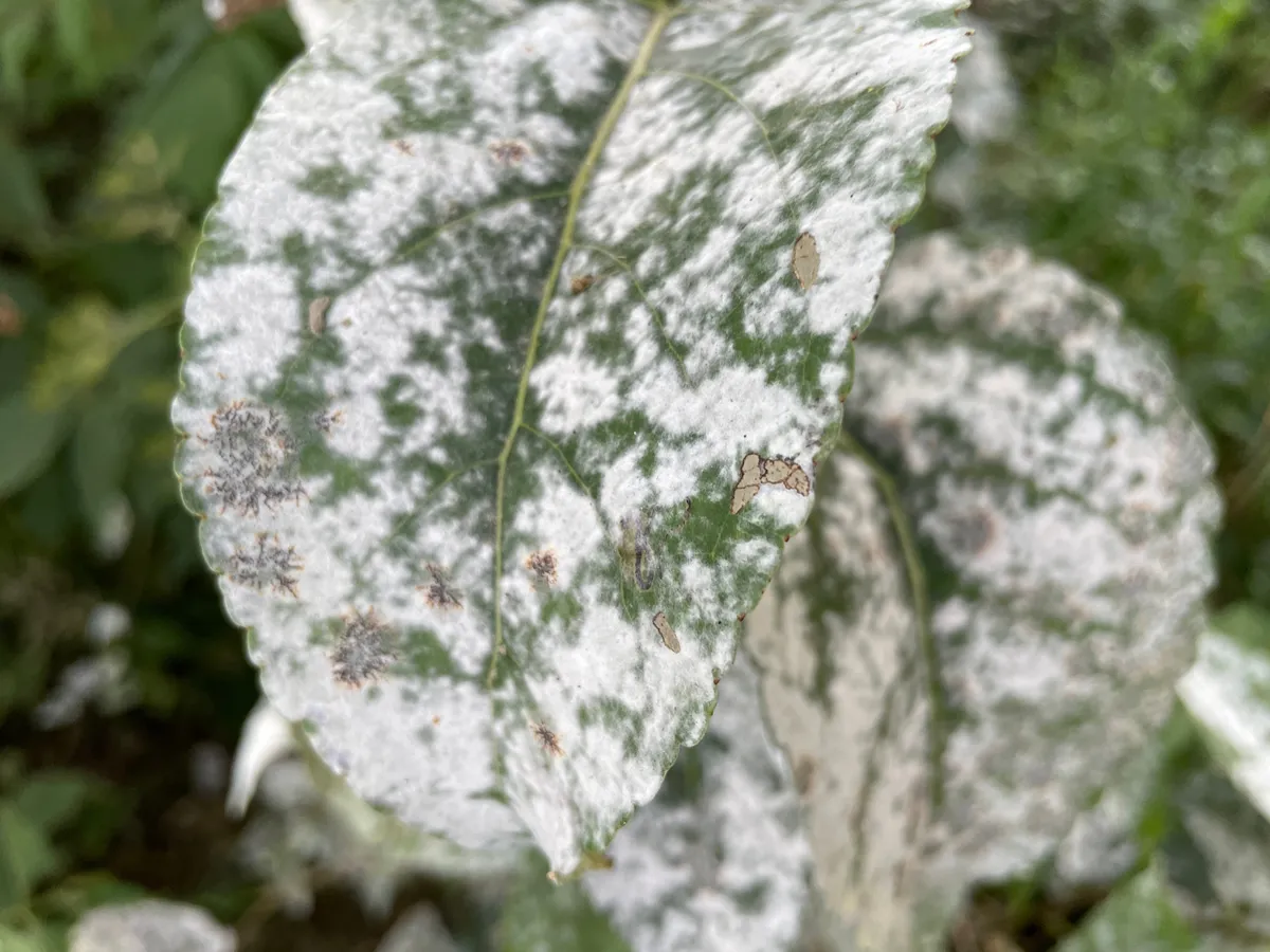 balsam poplar leaves with powdery mildew