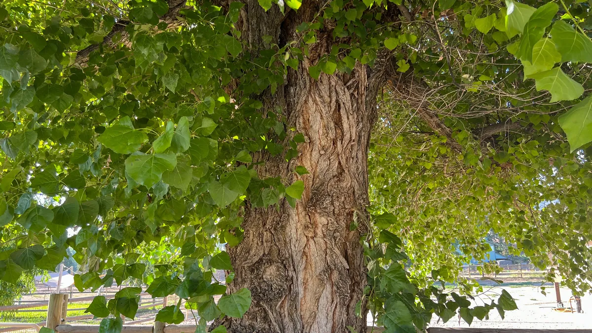 A very old cottonwood (poplar) tree with green leaves and a silvery brown trunk in summer on a sunny day in Tehachapi, California, USA, as a nice organic natural background.