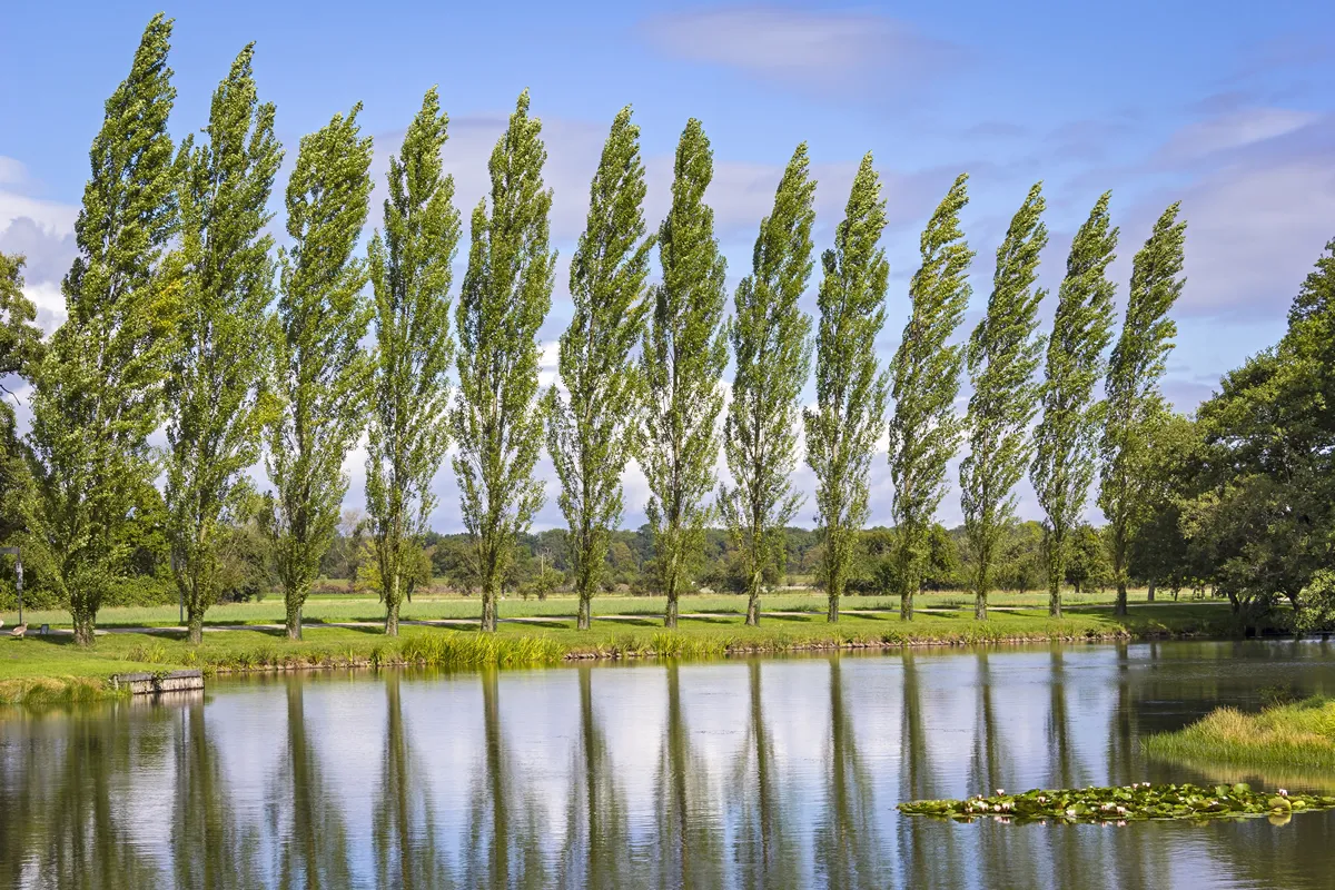 Row of Poplar Trees, with a lake in foreground.