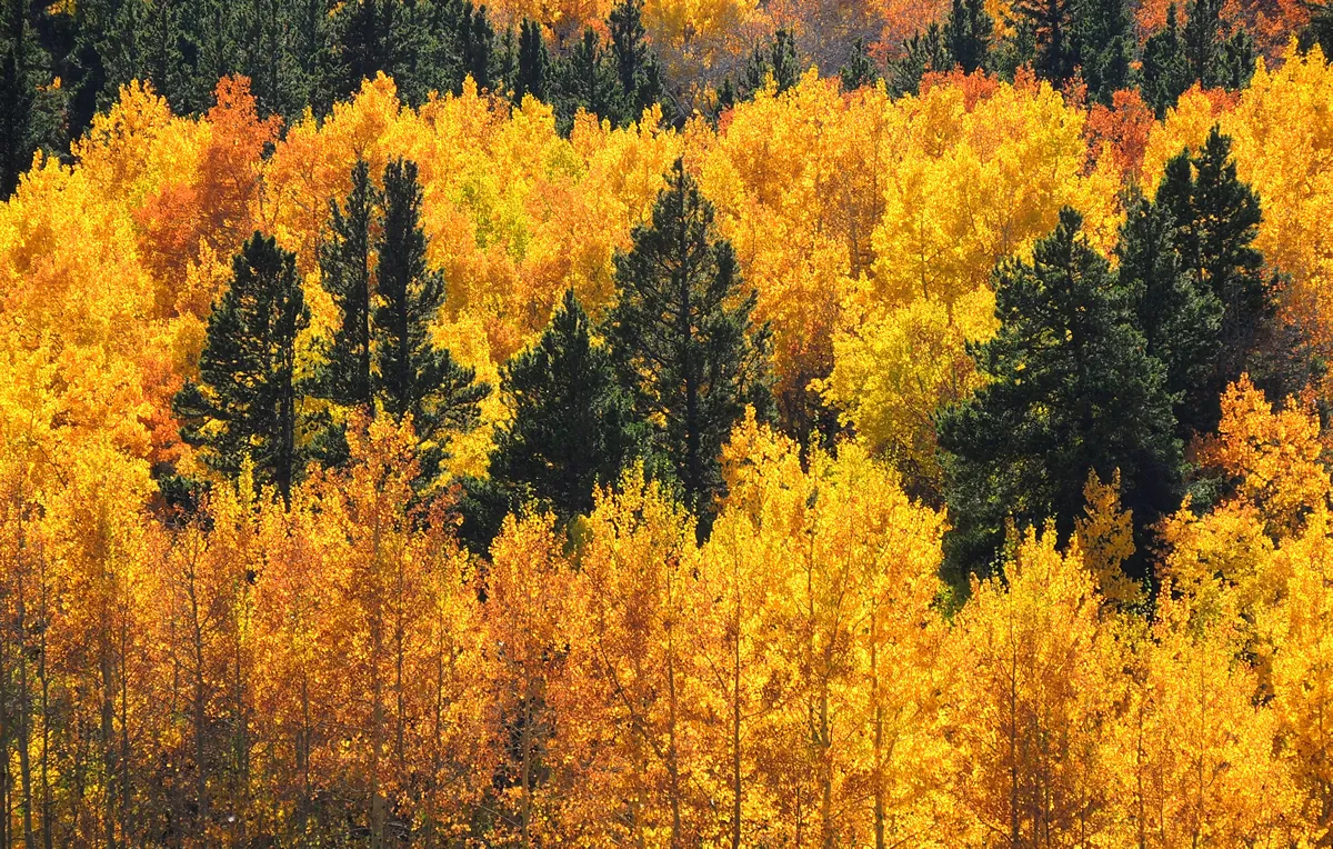Changing Aspen trees on la veta pass in fall in the rcoky mountains of colorado