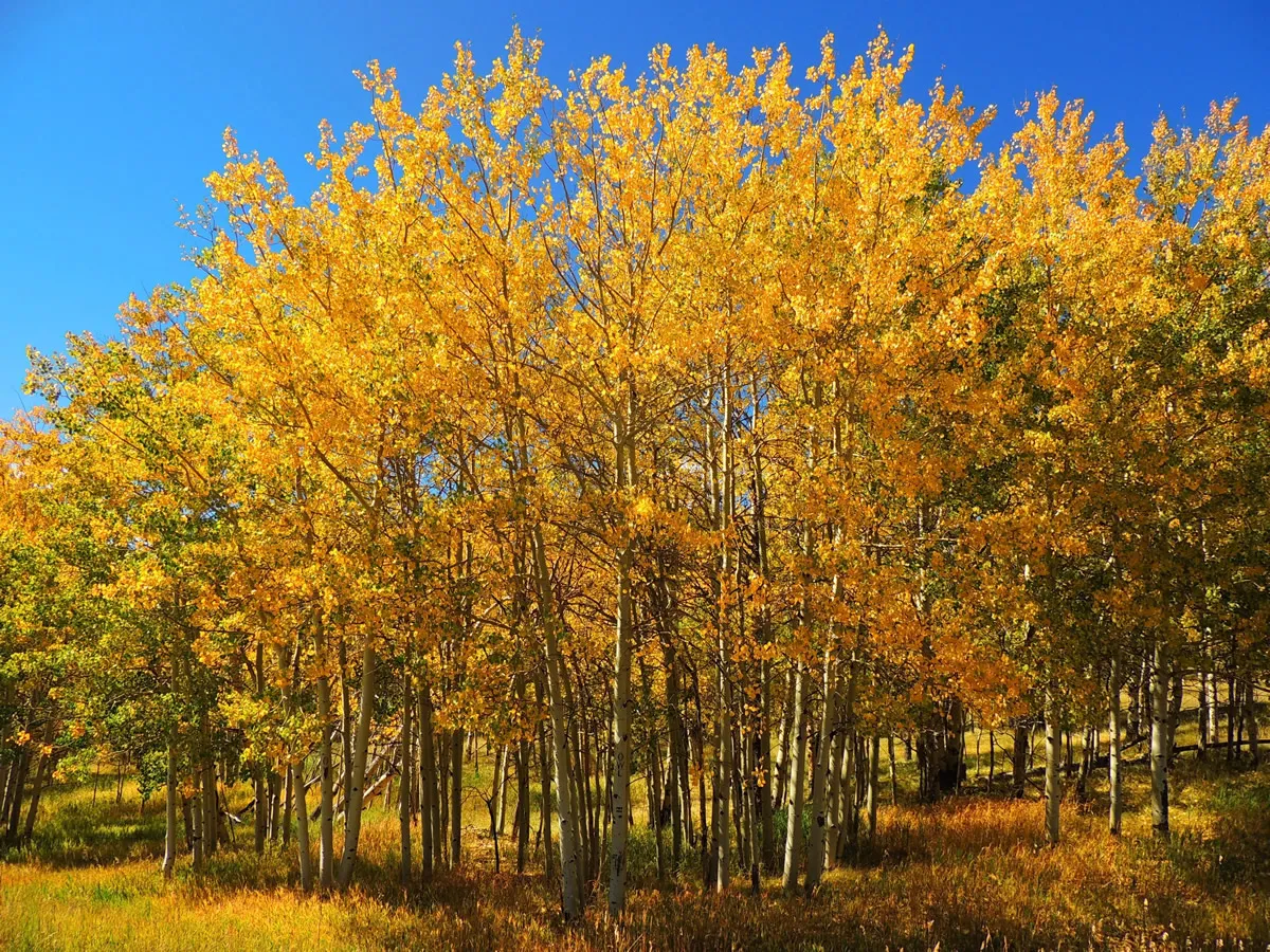 golden aspen trees in fall on a sunny day near la veta pass in southern colorado