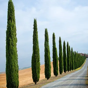 An Italian Cypress Trees Poplar Tree