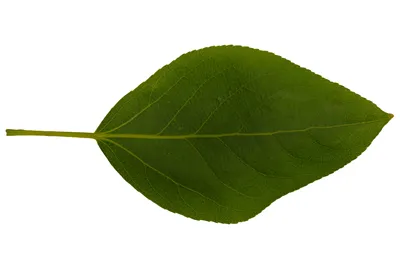 Balsam poplar leaf isolated on white