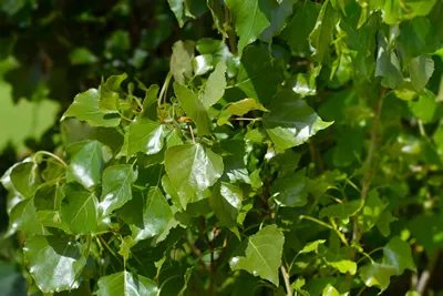 Lombardy poplar - Latin name - Populus nigraa var. italica