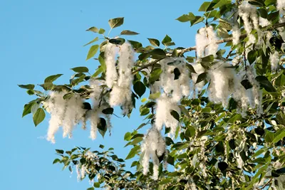 Poplar fluff against the blue sky. Concept of fire hazard, seasonal allergy. How to get rid of poplar fluff