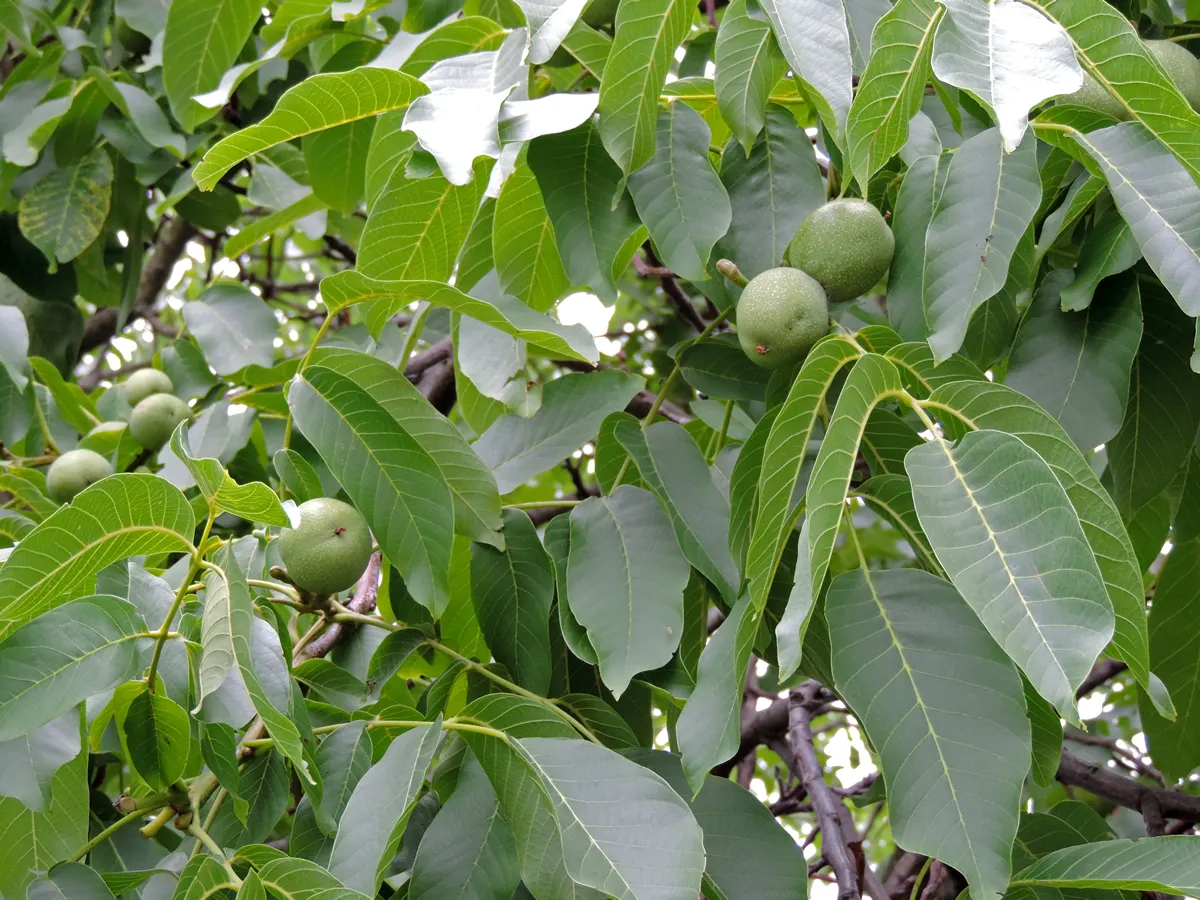 Close up of green fruits of Juglans regia, the Persian walnut, English walnut, Circassian walnut, common walnut. Poland, Europe