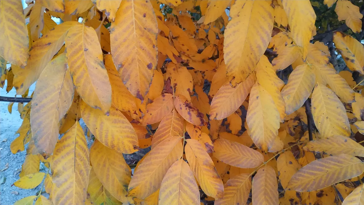 Beautiful yellow walnut leaves, tree walnut in autumn
