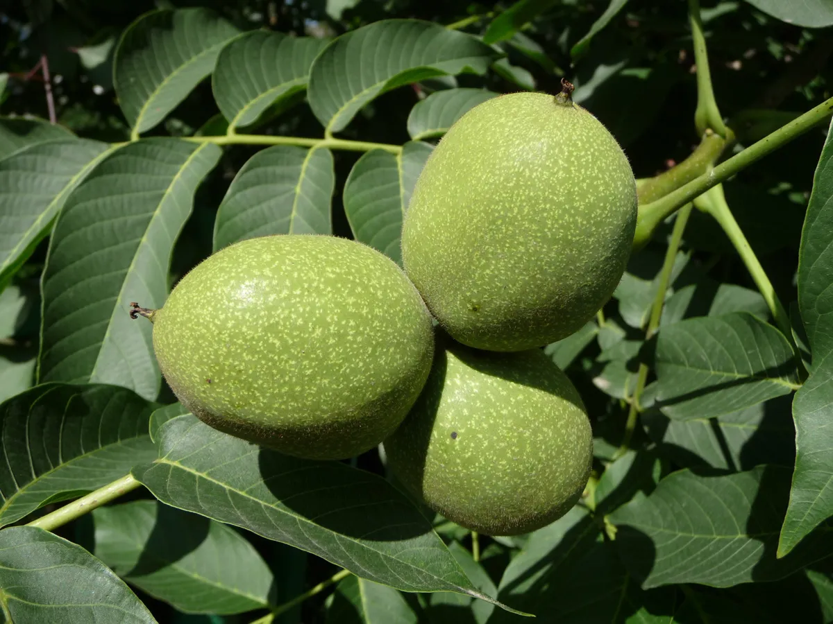 The common, persian or english walnut. Unripe green nuts. July.