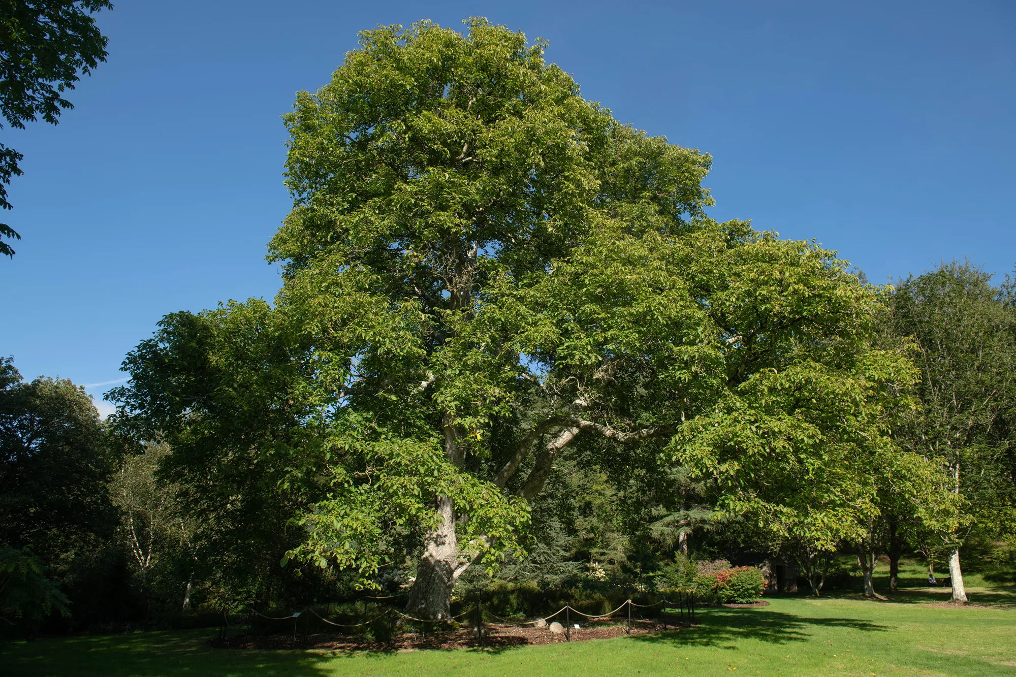 Summer Green Leaves on an Ancient Common, Persian or English Walnut Tree (Juglans regia) Growing in a Woodland Garden with a Bright Blue Sky background in Rural Devon, England, UK