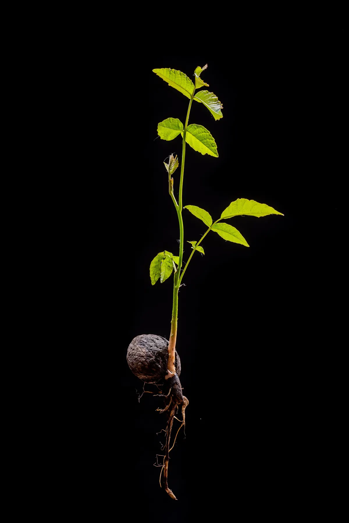 Young leaves of an walnut sprout with roots isolated front of a black background. Complete walnut tree.