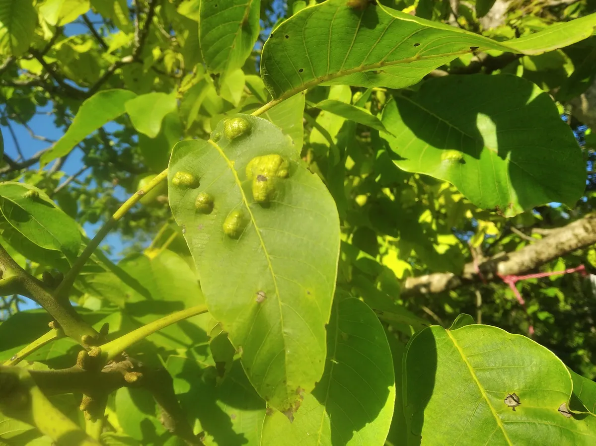 Juglans regia, the Persian walnut, English walnut or common walnut, is an Old World walnut, has the pest called Aceria erinea on the leaves