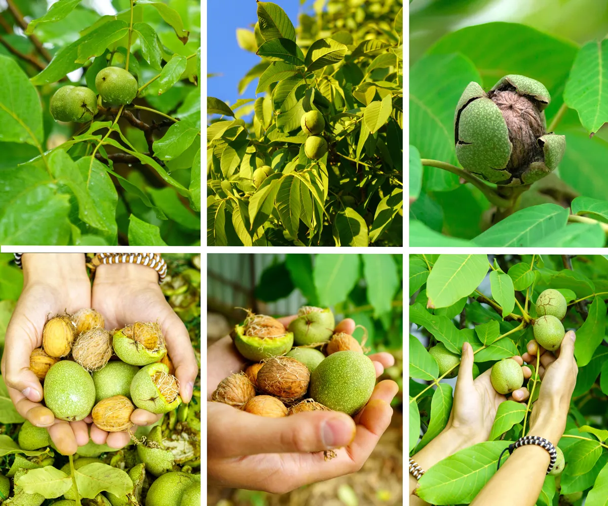 Walnuts growth, collage. Ripe nuts of a Walnut tree. Juglans regia, the Persian, English, Carpathian, Madeira walnut