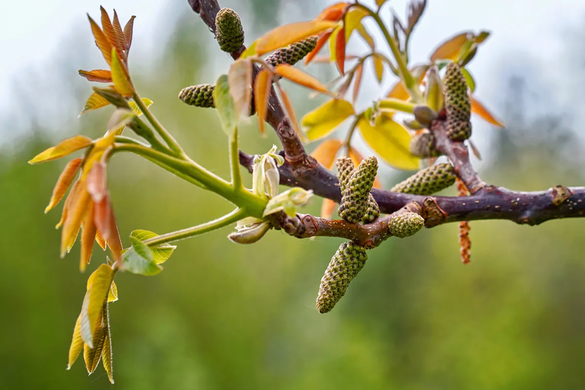 Walnut twig in spring, Walnut tree leaves and catkins close up. Walnut tree blooms, young leaves of the tree in the spring season, nature outdoors
