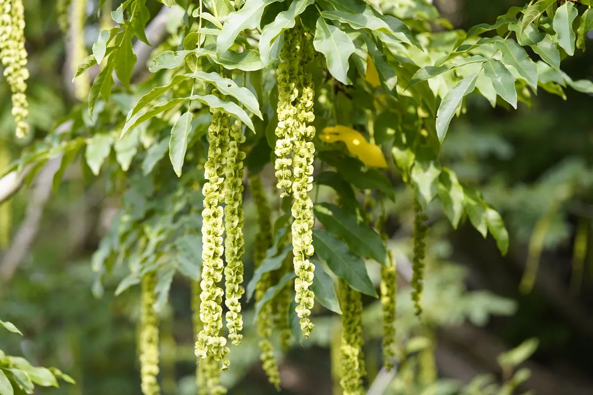 Pterocarya, often called wingnuts in English, are trees in the walnut family Juglandaceae. Hanover Berggarten, Germany.