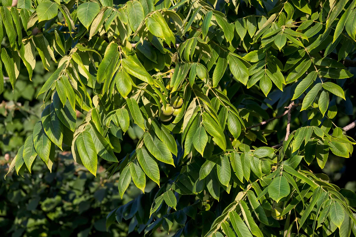 The unripe nuts eastern American black walnut (Juglans) is native to North America