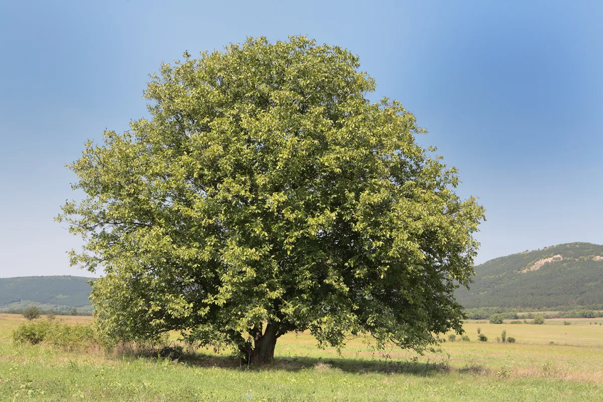 walnut tree on a green field