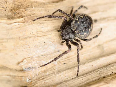 Walnut Orb-Weaver Spider, Nuctenea umbratica on wooden log.