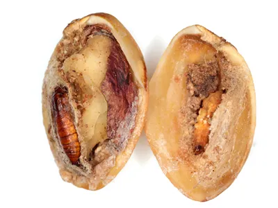 Insect in pistachio. The navel orangeworm (Amyelois transitella) is pest of a crops, including walnut (Juglans regia), fig (Ficus carica), almond (Prunus dulcis) and pistachio (Pistacia vera).