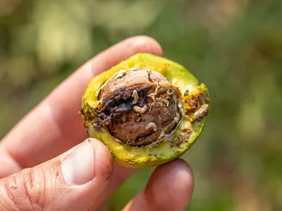 Rhagoletis completa damage to the walnut crop.