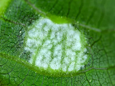 walnut leaf gall mite, Persian walnut leaf blister mite (Aceria tristriatus, Eriophyes erineus), galls on a walnut leaf