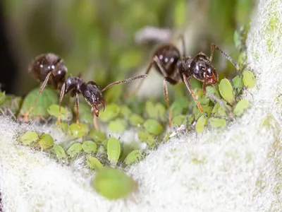 An ant grazes aphids on a tree leaf. Macro