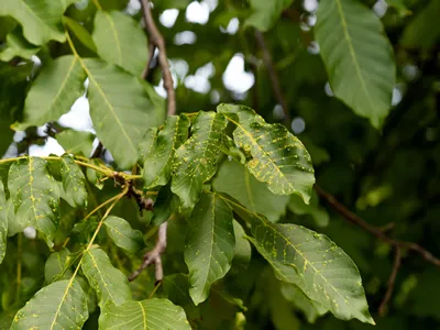 walnut tree affected by walnut gall or wart mite. affected walnut leaves on a branch close-up with walnut fruits. concept of plant diseases, plant growing, plant treatment, Eriophyes tristriatus